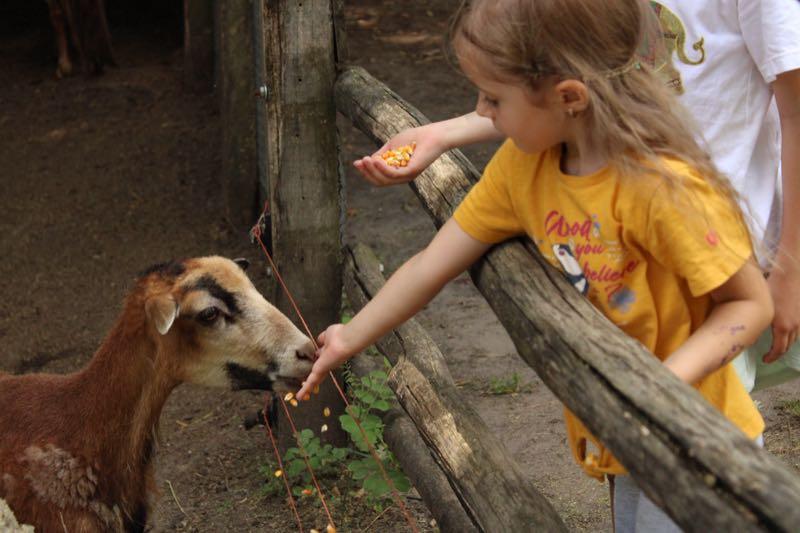 Állatsimogató a parkban – Kerekerdő Kalandpark